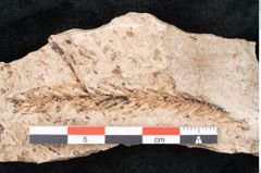 Foto (Detailansicht) von Araucaria sternbergii Goeppert (NHMW-GEO-2024-0188-8299)